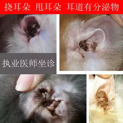 狗耳螨猫中耳炎宠物耳朵瘙痒猫耳垢狗狗耳道增生螨虫流脓猫耳螨