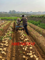 Potato harvester Sweet potato harvester Garlic Sweet potato harvester High efficiency rhizome peanut harvester