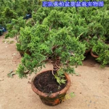 Бутик микро -бонсай подбородок, подбородка кипариса с высоким содержанием сосны Cypress Bonsai bonsai jeju Аутентичный настоящий кипарисовый бонсай