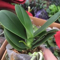 Phalaenopsis orchid seedlings potted indoor flowers and green plants that bloom in the current year orchid seedlings are shipped in the original soil