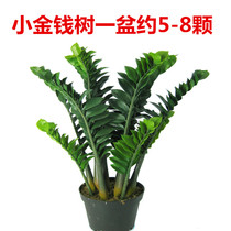 Money tree potted indoor large bonsai living room flower plants Four Seasons evergreen indoor potted green planting good drought tolerance