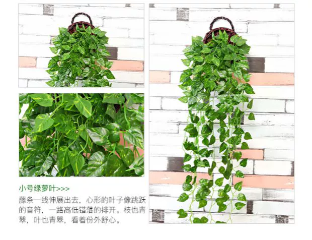 Cây mô phỏng hoa giả mây nho cây xanh tường trong nhà ống nước điều hòa không khí trang trí lá xanh treo tường cây nhện - Hoa nhân tạo / Cây / Trái cây cây giả