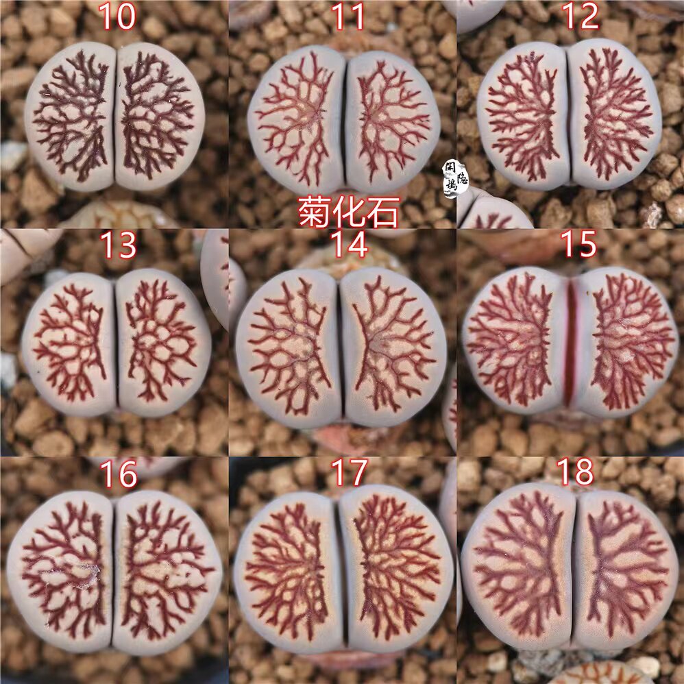 精品菊化石佐罗菊化石菊花石线纹特选生石花3.5年母本生石花-淘宝网