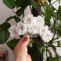 Nova dance Myanmar sweet-scented osmanthus blossoms Dai headdress peach and plum cup solo dance repertoire accessories professional custom