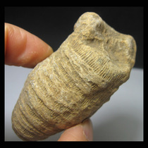 Fossil AF4250G7 solar spine coral fossil (6cm73g)