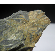 Plant Fossils AF3320DC Huiyu Fossils*Plant Fossils*Whole Leaf (self-collected 5cm42g)