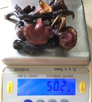 Wild Ganoderma lucidum small red Ganoderma lucidum Yunnan wild Ganoderma Lucidum Soup Ganoderma lucidum 50g