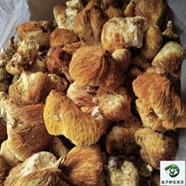 Wild Hericium Erinaceus monkey mushroom Hericium Erinaceus hedgehog fungus medicine and food dual-use fungus dry soup soup 500g