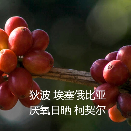 Bean finder, green coffee beans, Ethiopian anaerobic sun exposure, Keqier Dipo, selected micro batches 1kg