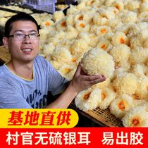Tremella dry goods 250g farmhouse fresh white fungus white fungus non-ugly ear Gutian native specialty soft waxy lotus seed soup