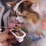 Mei Shi Cat Convined Bound Food Tank Cat может натуральная влажная пищевая пищевая продукция 75 г (один разделен на два)