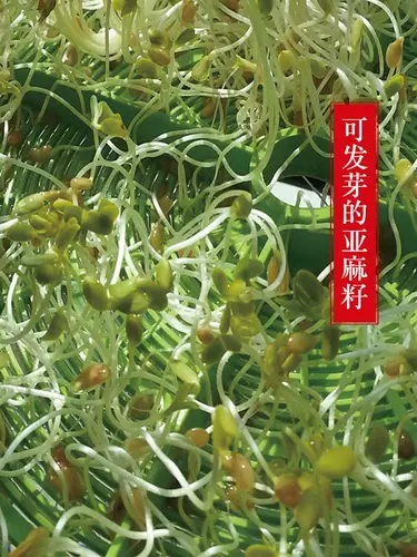 Золотые семена линейза 500 г во внутренней Монголии Первый класс чистый льня, натуральная мельница льна леном сжимает масло