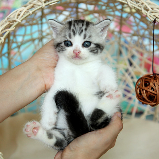 Lan Fang Cfa American Short Haired Cat Silver Tabby Plus White