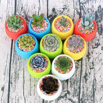  Combination of potted succulents with pots of indoor air c