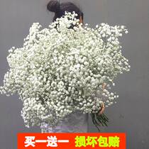 Theory of Mega Bundles Full of Star Dried Flowers Bouquet Natural Flowers Flowers Home Living Room Decoration Hem With Vases