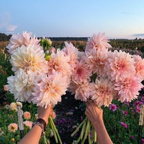 Spot Chengdu hair imported dahlia root large flower varieties