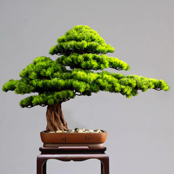 New Chinese-Style Artificial Welcoming Pine Bonsai Ornaments for Entrance, Living Room, Office, Hotel, Green Plant Landscape Decoration