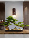 Chinese-Style Artificial Welcoming Pine Green Plant Landscaping Ornament Living Room Bonsai Office Indoor Potted Plant Entrance Table Decoration