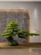 Simulated Welcoming Pine Bonsai Green Plant Landscaping Living Room Decoration Simulated Tree New Chinoiserie Entrance Thuja Podocarpus Ornaments