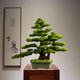 Chinoiserie Simulated Welcoming Pine Green Plant Landscaping Ornaments Living Room Bonsai Office Indoor Potted Plants Entrance Table Decoration