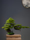 Simulated Welcoming Pine Bonsai Green Plant Landscaping Living Room Decoration Simulated Tree New Chinoiserie Entrance Thuja Podocarpus Ornaments
