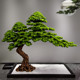 New Chinese-Style Artificial Pine Tree, Welcoming Pine, Arborvitae, Indoor Staircase Landscape Decoration, Green Plant Bonsai Ornament