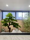 Artificial Welcoming Pine Tree Office Living Room Decoration Fake Tree Hotel Entrance Green Plant Decoration Beauty Pine Opening Gift