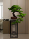 Large Artificial Welcoming Pine Green Plant Floor Decoration for Entrance, Hotel, Living Room, Hallway, Fake Tree Bonsai Potted Ornament