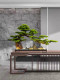Chinese-Style Artificial Welcoming Pine Green Plant Landscaping Ornament Living Room Bonsai Office Indoor Potted Plant Entrance Table Decoration