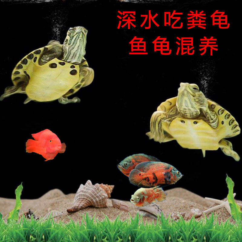 Deep water turtle mixed with small turtle living turtle cleaning turtle yellow ear turtle watching a pair of deep water eating fecal turtles