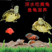 Deepwater turtle fish tank Mixed small turtle Live animal cleaning turtle yellow-eared turtle Ornamental pet turtle Pair of deepwater dung-eating turtles