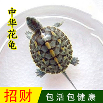 Flower turtle live Chinese flower turtle seedling small turtle Live Taiwan pearl turtle Live domestic long-lived PET ornamental turtle