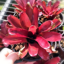 Stagnant Water Pineapples to promote small red fireball Neo red fireball rainforest plant build-up