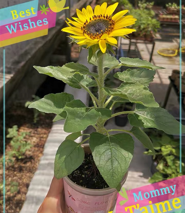 小花農桌面創意趣味小盆栽罐頭花幼兒園小朋友兒童diy種植小植物