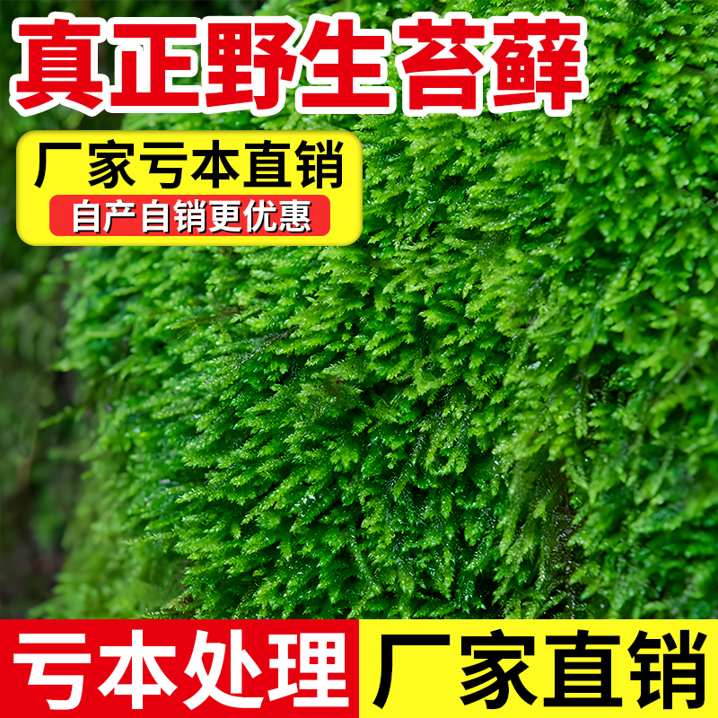 青苔藓鲜活孢子粉种籽子吸水石假山造微盆景观上水石绿植专用永生