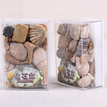 Museum teaching specimen mixed original stone shark tooth fish bone ammonites Sea Lily snail coral fossil gift box