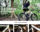 BJ all-ground type dead fly BRIELLE-California Sunset vehicle с фиксированной передачей, односкоростной велоспорт по треку с фиксированной передачей mini 2