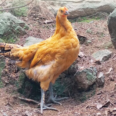 【顺丰冷链】资丘高山散养飞鸡