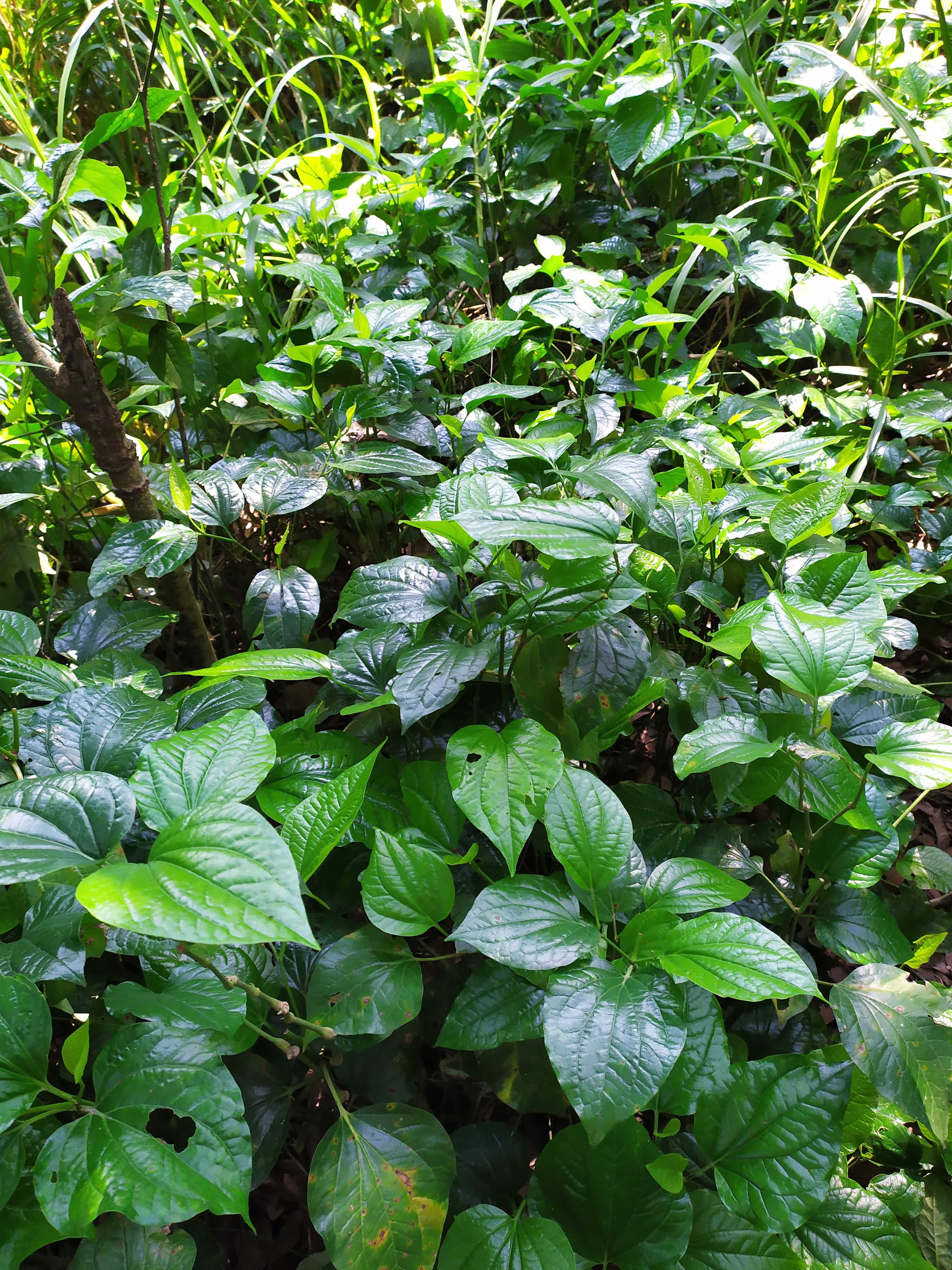 Fresh Fake Snakegourd Leaves Wild Now Clamwood Leaf Pericarpium Trichosanthis Leaves Kirilowii Leaf Gnai Kilowii Vietnamese Parsley Fake Snakegourd Seedling