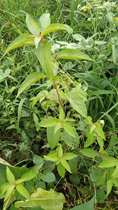 Chaoshan green herbs wild fresh fresh now found fake hemp bird stepping hemp grass iron amaranth six grass