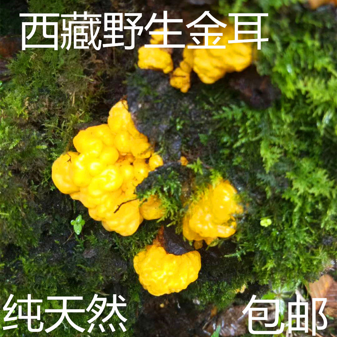 Tibet Plateau wild gold ear Yellow fungus brain ear Qinggang earbuds origin shipping pollution-free 500 gr