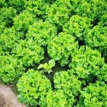 American Fast Lettuce Seed Salad Vegetable Terrace Four Seasons Cream Cream Pot Spring Fall and Winter Vegetable Seeds