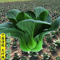 Black crown terrible oil seed dwarf Suzhou Qinghai green seed resistant cold and high yield four seasons of vegetable seed lonely spring