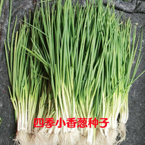 Four seasons shallot seeds fragrant Four Seasons onion seeds resistant to lodging onion seeds potted planting field balcony growing fast