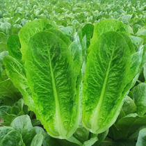 Roman upright lettuce seed high yield peacock canola four seasons salad vegetables spring and autumn pot planted vegetables