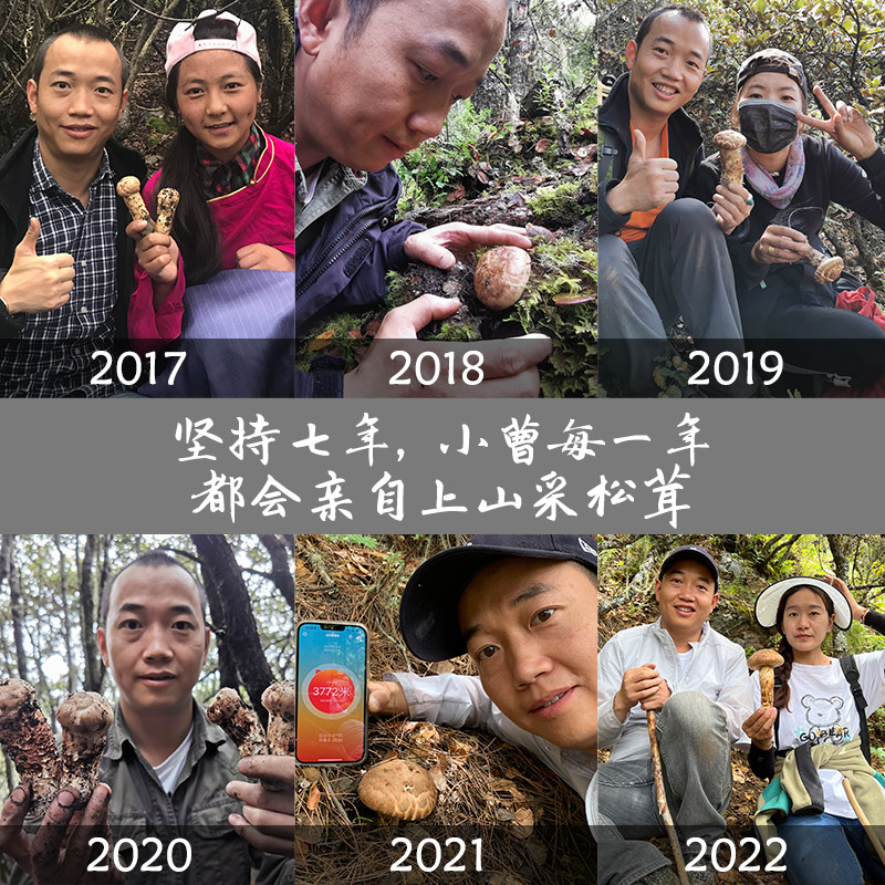 高原珍馐!西藏野生松茸干货3500米海拔不开伞带皮松茸干片,滋补养生新选择!-松茸-淘宝好物网