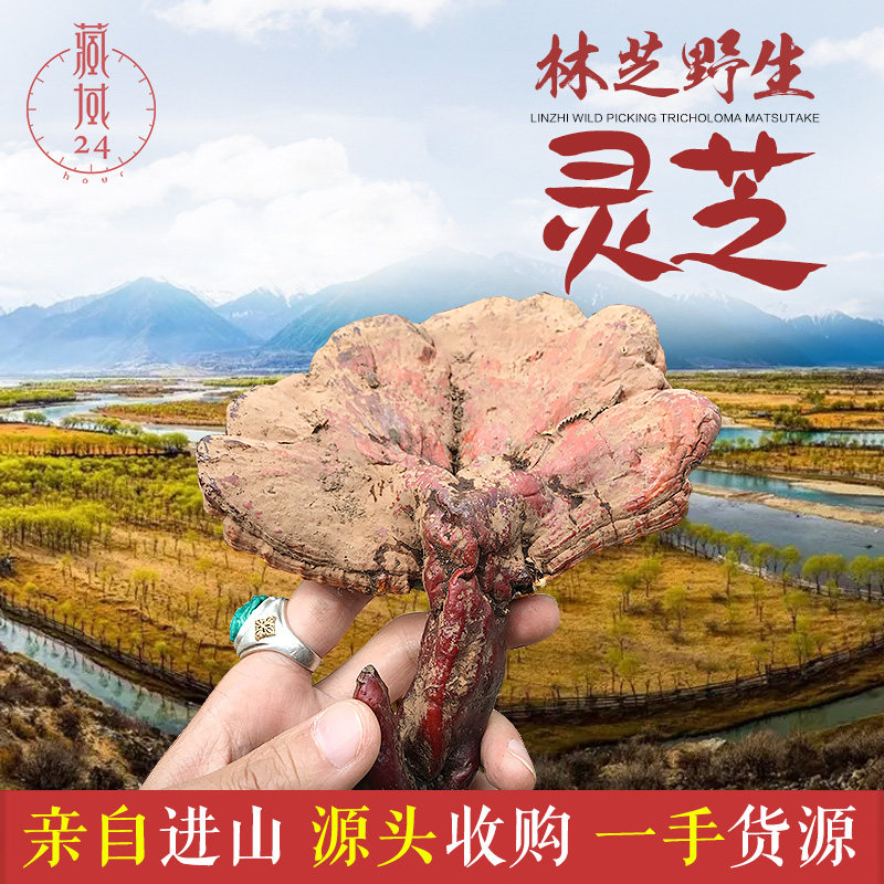 Tibet Nyingchi store Bomi wild Ganoderma lucidum white heart red Ganoderma lucidum Chizhi rural purchase 50g