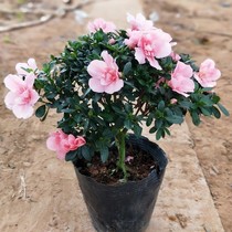 Rhododendron seedling potted indoor and outdoor garden plant tree-like pot with buds delivery