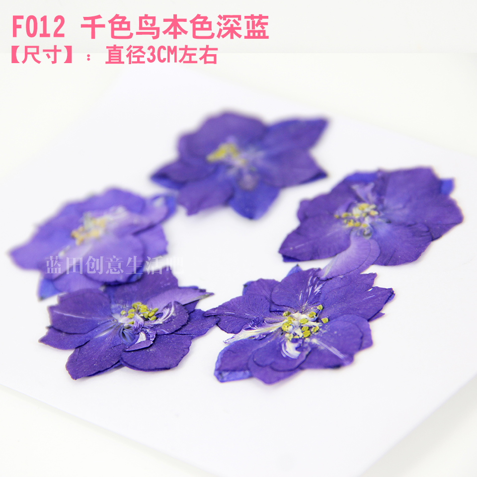 飛燕草飛燕花千鳥花壓花乾燥花手機保護殼花材香薰蠟片diy材料蠟燭汽車掛件 飛燕草飛燕花千鳥花壓花乾燥花手機保護殼花材香薰蠟片diy材料蠟燭汽車掛件