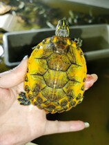 Phnom Penh Flame Tortoise Disadvantage Male